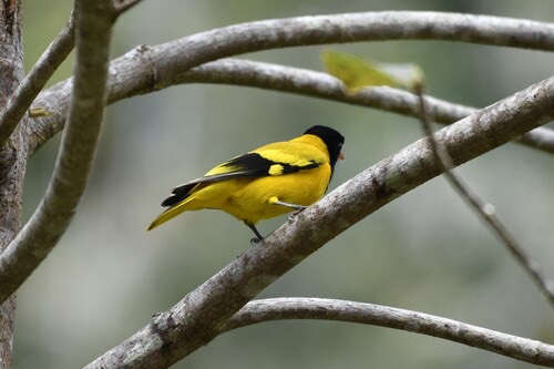 นกขมิ้นหัวดำใหญ่ · Black-hooded Oriole · Oriolus xanthornus
