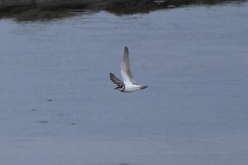 นกหัวโตเล็กขาเหลือง · Little Ringed Plover · Thinornis dubius