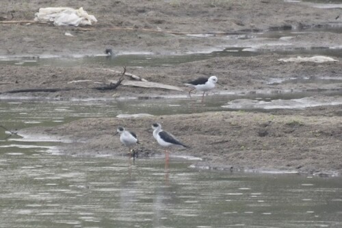 นกตีนเทียน · Black-winged Stilt · Himantopus himantopus