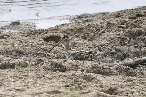 นกปากซ่อมหางพัด · Common Snipe · Gallinago gallinago