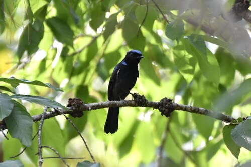 นกนิลตวาใหญ่ · Large Niltava · Niltava grandis