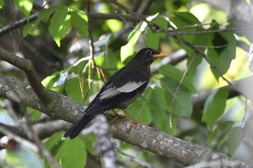 นกเดินดงดำปีกเทา · Gray-winged Blackbird · Turdus boulboul