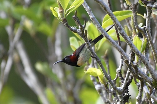 นกกินปลีหางยาวคอดำ · Black-throated Sunbird · Aethopyga saturata