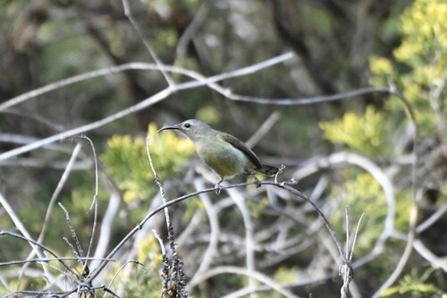 นกกินปลีหางยาวคอดำ · Black-throated Sunbird · Aethopyga saturata