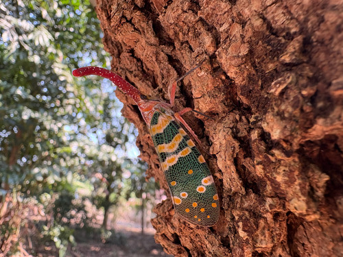 จักจั่นงวงแดง · Litchi Lantern Bug · Pyrops candelaria