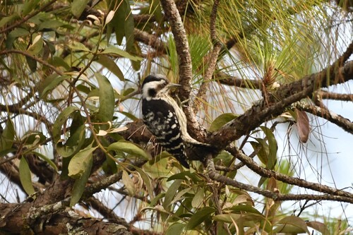 นกหัวขวานด่างแคระ · Gray-capped Pygmy Woodpecker · Yungipicus canicapillus