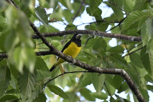 นกกระติ๊ดใหญ่ปีกลาย · Spot-winged Grosbeak · Mycerobas melanozanthos