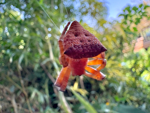 แมงมุมใยเต็นท์ท้องแดง · Red Tent Spider · Cyrtophora unicolor