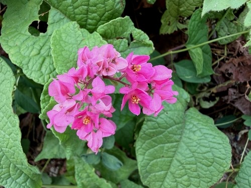 พวงชมพู · Coral Vine · Antigonon leptopus