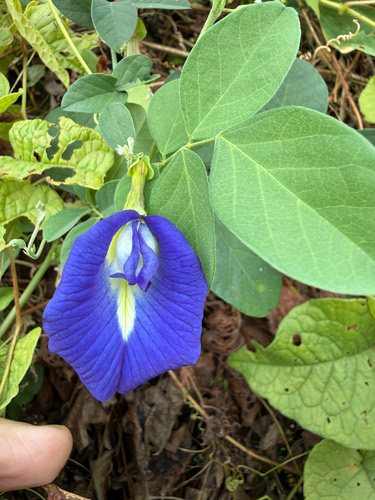 อัญชัน · Blue Pea · Clitoria ternatea