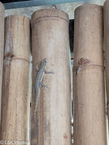 จิ้งจกบ้านหางแบน · Flat-tailed House Gecko · Hemidactylus platyurus