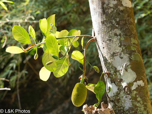 ขนุน · Jackfruit · Artocarpus heterophyllus