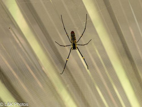 แมงมุมใยทองท้องขนาน · Giant Golden Orbweaver · Nephila pilipes