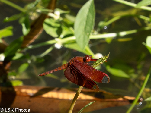 แมลงปอบ้านใหม่กลม · Russet Percher · Neurothemis fulvia