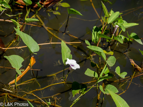 ผักบุ้ง · Water Morning Glory · Ipomoea aquatica