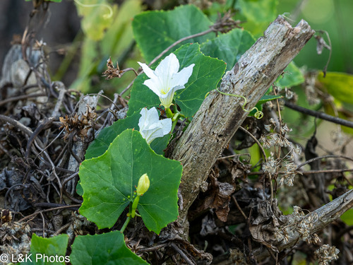 ตำลึง · Ivy gourd · Coccinia grandis