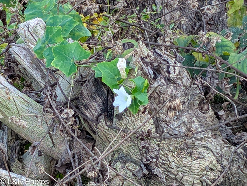 ตำลึง · Ivy gourd · Coccinia grandis