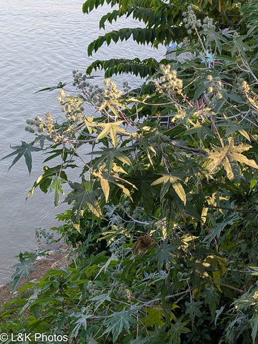 ละหุ่ง · castor bean · Ricinus communis