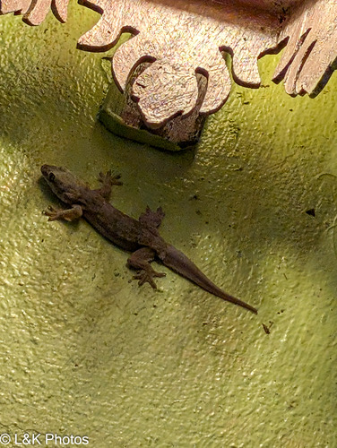 จิ้งจกบ้านหางแบน · Flat-tailed House Gecko · Hemidactylus platyurus