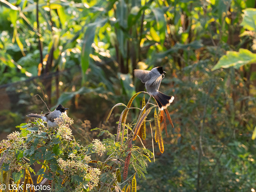 นกปรอดหัวสีเขม่า · Sooty-headed Bulbul · Pycnonotus aurigaster
