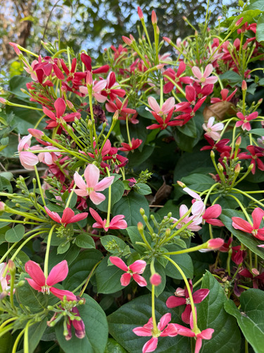 เล็บมือนาง · Rangoon Creeper · Combretum indicum