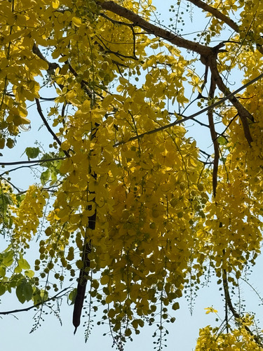 คูน · Golden Shower Tree · Cassia fistula