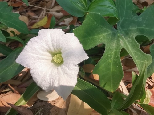 ตำลึง · Ivy gourd · Coccinia grandis