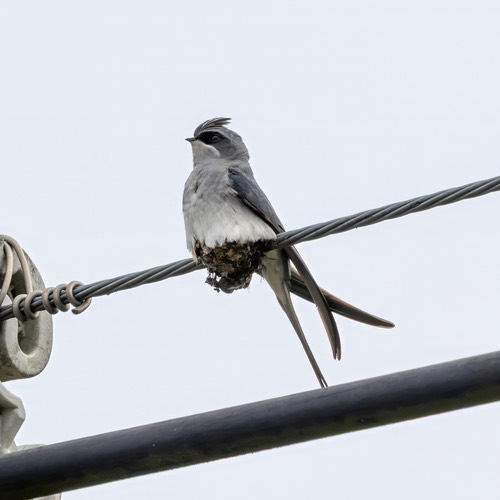 นกแอ่นฟ้าหงอน · Crested Treeswift · Hemiprocne coronata