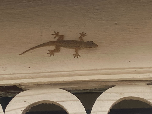จิ้งจกบ้านหางแบน · Flat-tailed House Gecko · Hemidactylus platyurus