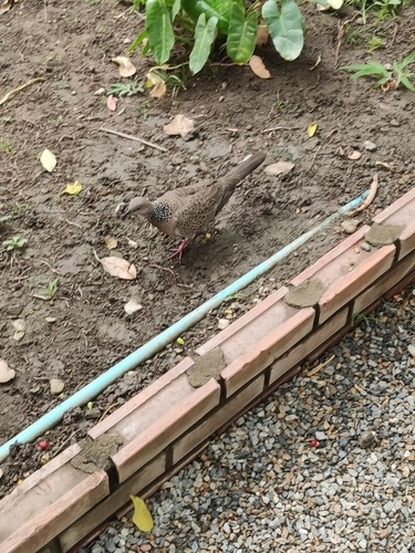 Spotted Dove (Southeast Asian) · Spilopelia chinensis tigrina