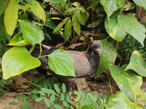 นกพิราบป่าปละ · Feral Pigeon · Columba livia domestica