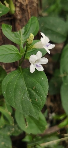 หญ้าใบพริก · African Coromandel · Asystasia intrusa
