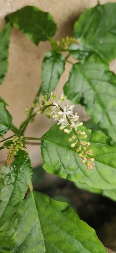 พริกฝรั่ง · pigeonberry · Rivina humilis