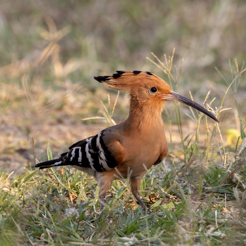 นกกะรางหัวขวาน · Common Hoopoe · Upupa epops