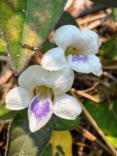 หญ้าใบพริก · African Coromandel · Asystasia intrusa
