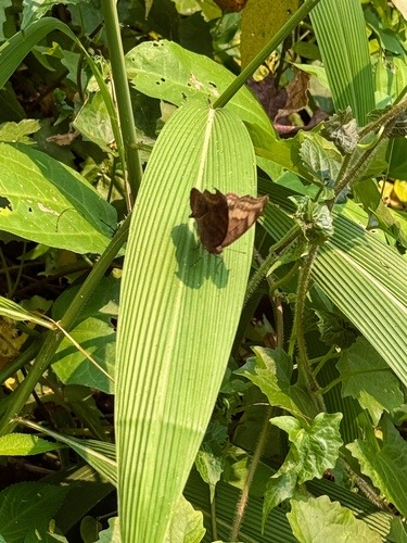 ผีเสื้อแพนซีตาลไหม้ · Chocolate Pansy · Junonia iphita