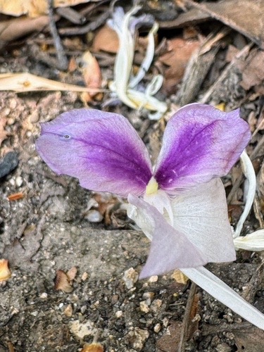 ว่านหาวนอน · Peacock Ginger · Kaempferia rotunda