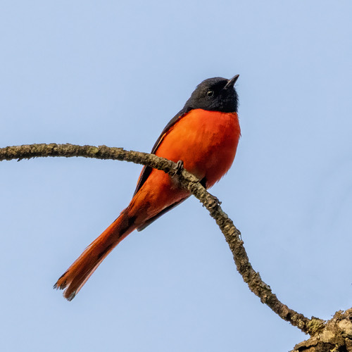 นกพญาไฟพันธุ์เหนือ · Long-tailed Minivet · Pericrocotus ethologus