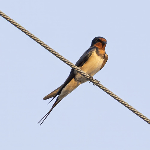 นกนางแอ่นบ้าน · Barn Swallow · Hirundo rustica