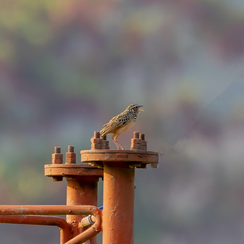 นกจาบฝนปีกแดง · Indochinese Bushlark · Plocealauda erythrocephala