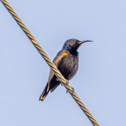 นกกินปลีดำม่วง · Purple Sunbird · Cinnyris asiaticus