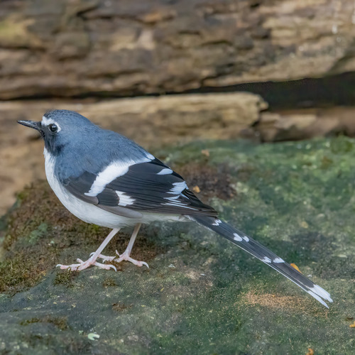 นกกางเขนน้ำหลังเทา · Slaty-backed Forktail · Enicurus schistaceus