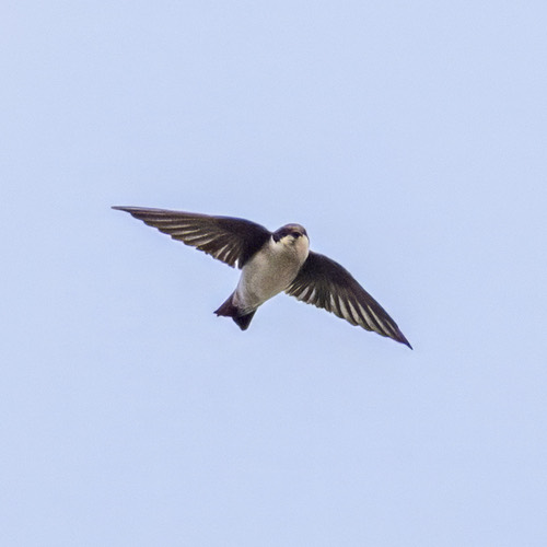 นกนางแอ่นมาตินพันธุ์เอเชียใต้ · Asian House Martin · Delichon dasypus