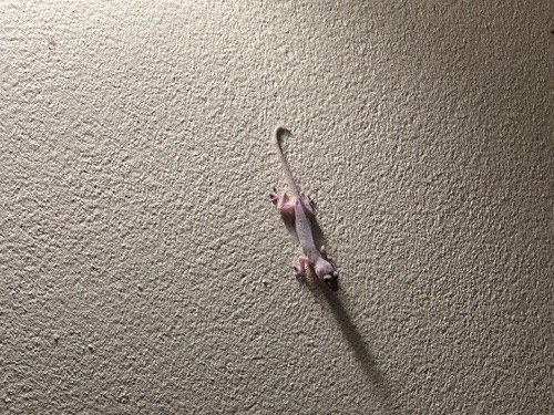 จิ้งจกบ้านหางหนาม · Asian House Gecko · Hemidactylus frenatus