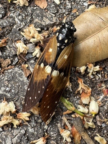 Ambragaeana ambra