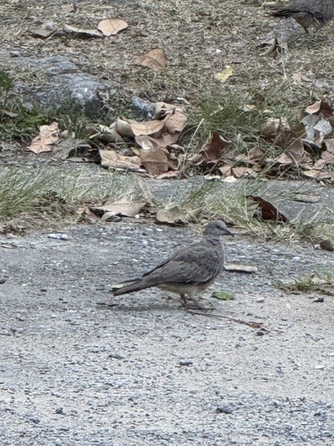 นกเขาใหญ่ · Spotted Dove · Spilopelia chinensis