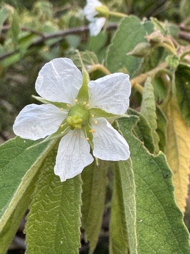 ตะขบฝรั่ง · calabur tree · Muntingia calabura