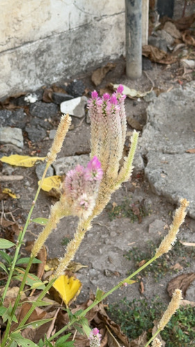 หงอนไก่ · Quail Grass · Celosia argentea