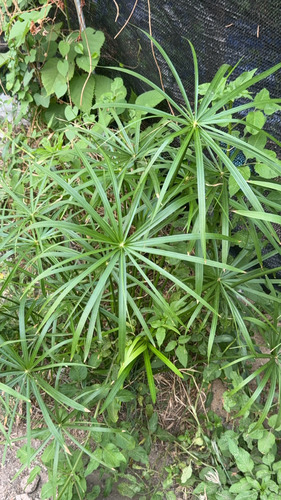 กกรังกา · Umbrella Papyrus · Cyperus alternifolius