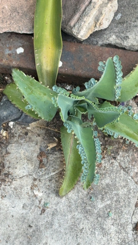 เศรษฐีพันล้าน · Mother of Thousands · Kalanchoe laetivirens